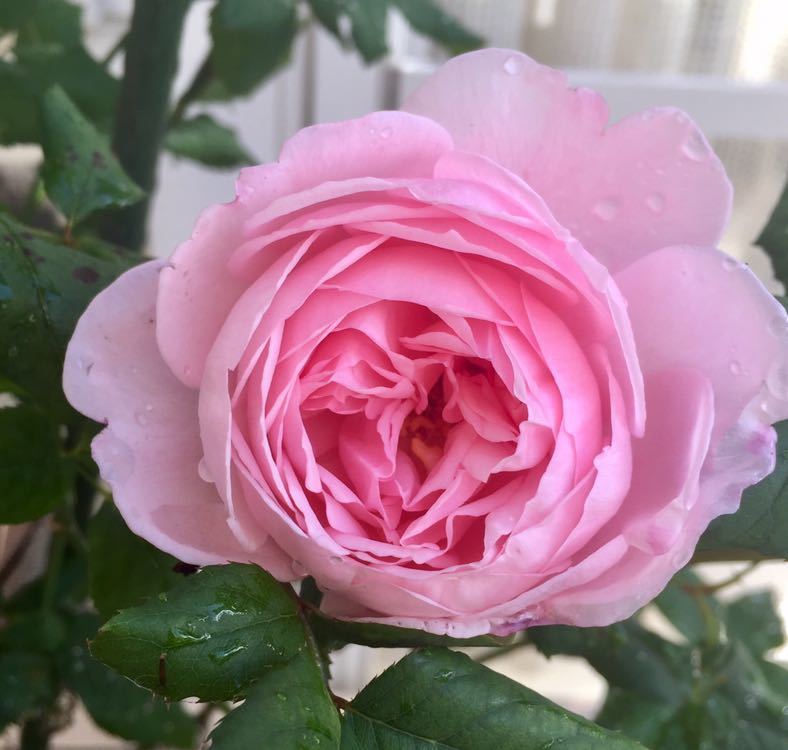 ナエマ　強香　329-1　ベストフレグランス賞受賞　 素晴らしい香りと上品なピンク色　説明不要の人気品種　他の植物と同梱可能_画像1