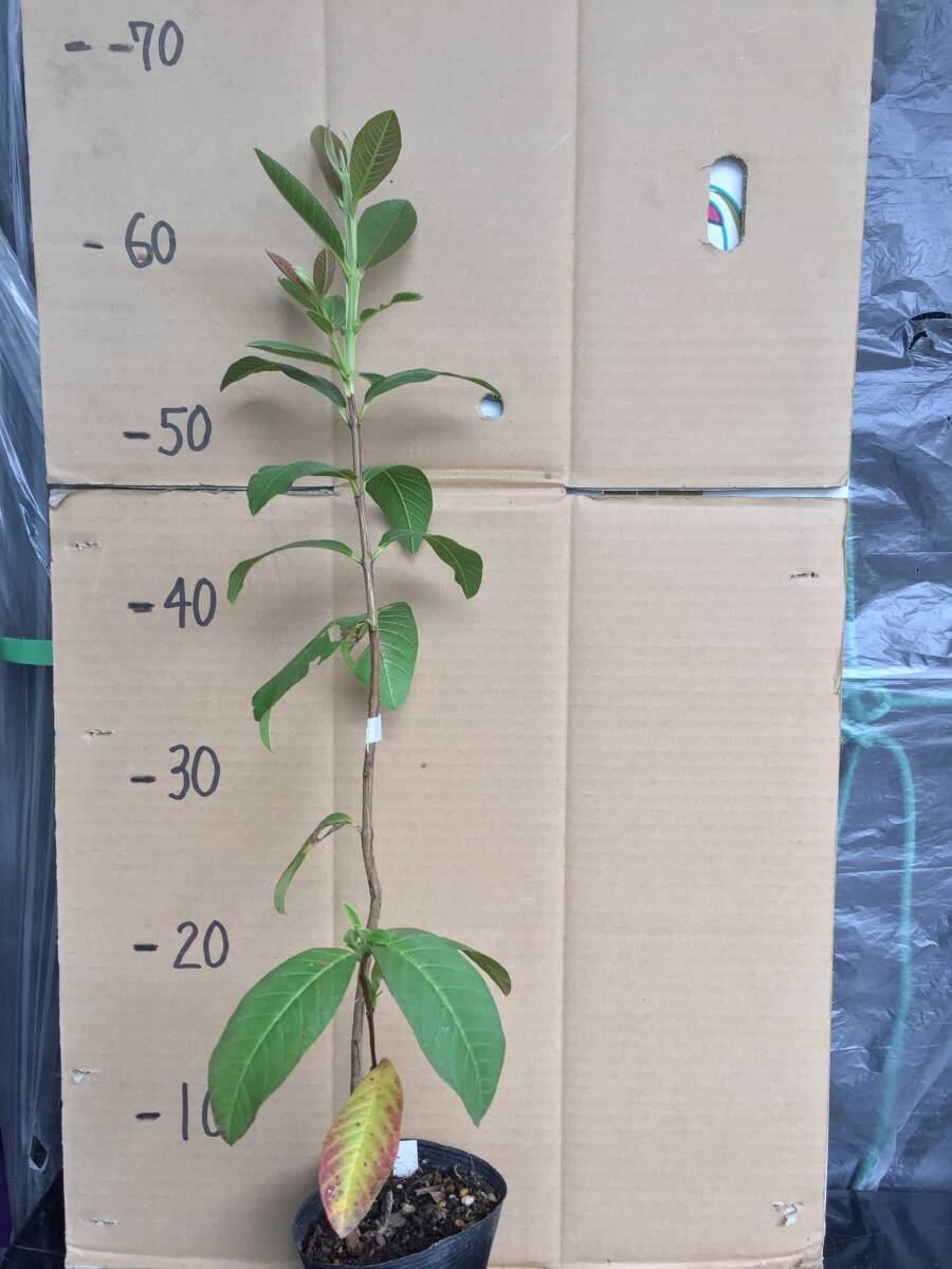 2 葉先約68cm 白グアバ  グァバ 寒くなると落葉して茎だけになります 他に出品中の苗と同梱可能 取り置き対応の画像3