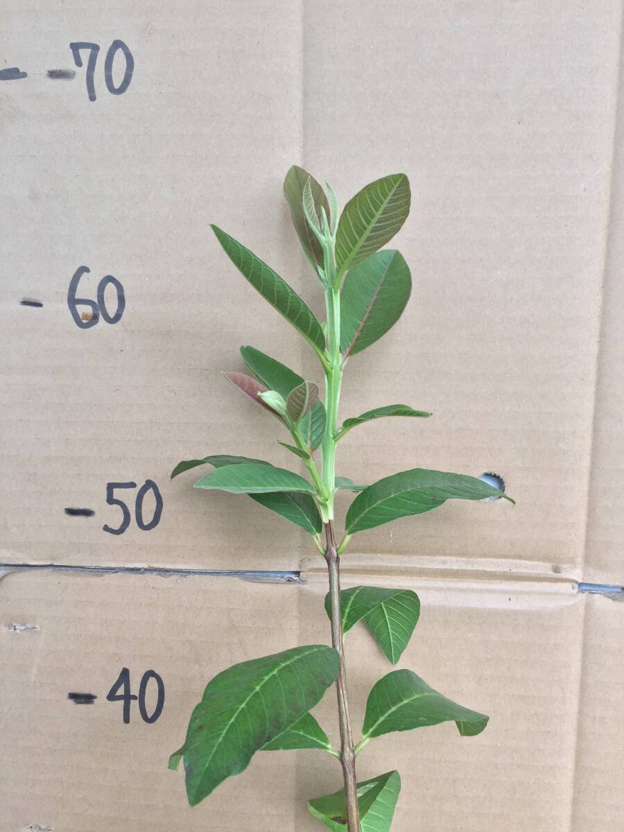 2 葉先約68cm 白グアバ  グァバ 寒くなると落葉して茎だけになります 他に出品中の苗と同梱可能 取り置き対応の画像4