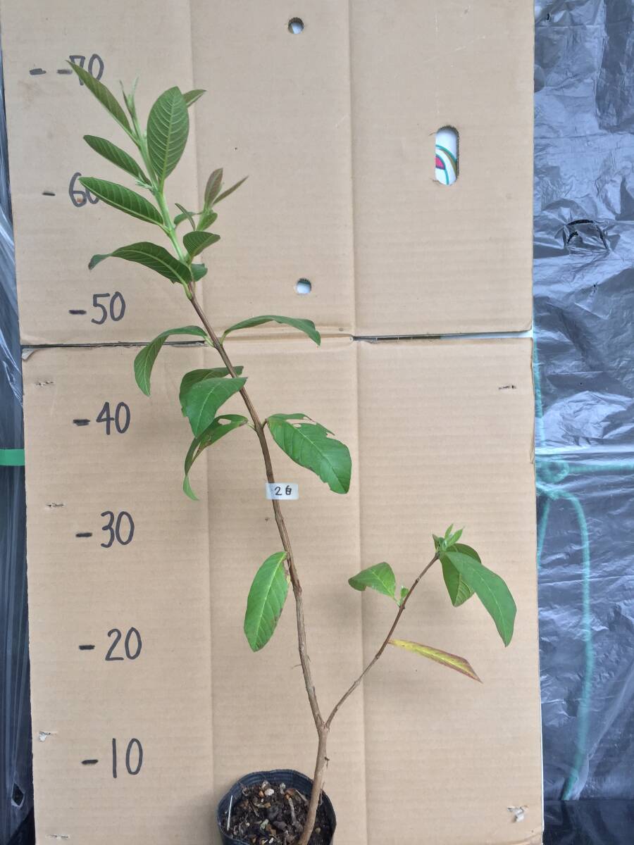 2 葉先約68cm 白グアバ  グァバ 寒くなると落葉して茎だけになります 他に出品中の苗と同梱可能 取り置き対応の画像2