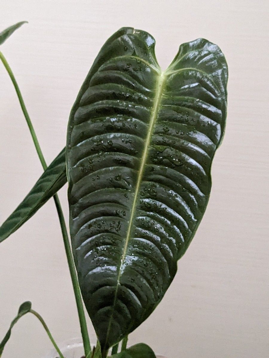 アンスリウム ベイチー ワロクアナム ワロクアーナム Anthurium アンスリウム ベイチー ワロクアナム ワロクアーナム Anthurium