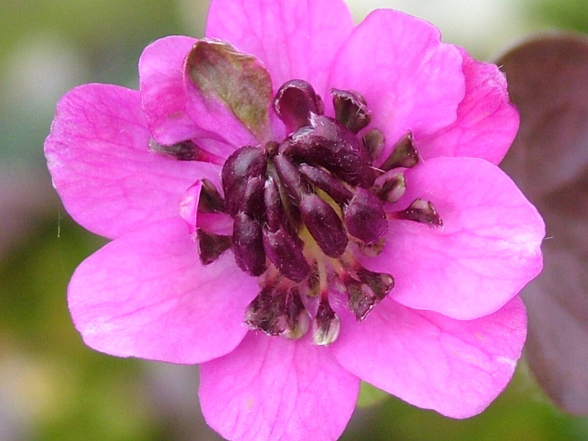 ★　雪割草　　三段咲　　【飛　天】　　大1芽頭割れ咲始め　★_当方での開花