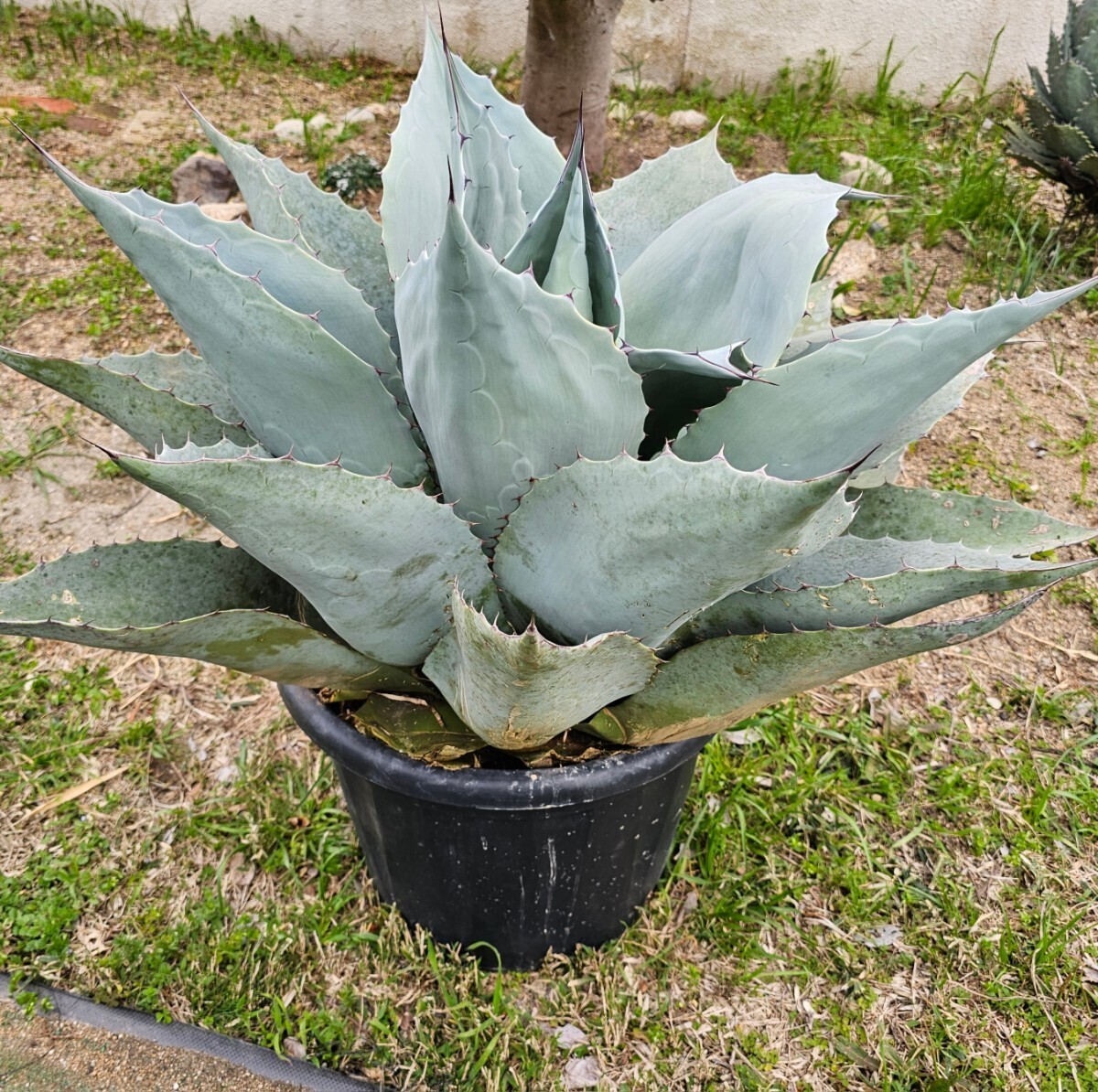 選抜 オバティホリア 90㎝ 検（agave チタノタ チタノータ アガベ リュウゼツラン 吉祥天 パリー  ホリダ 好きにもの画像6