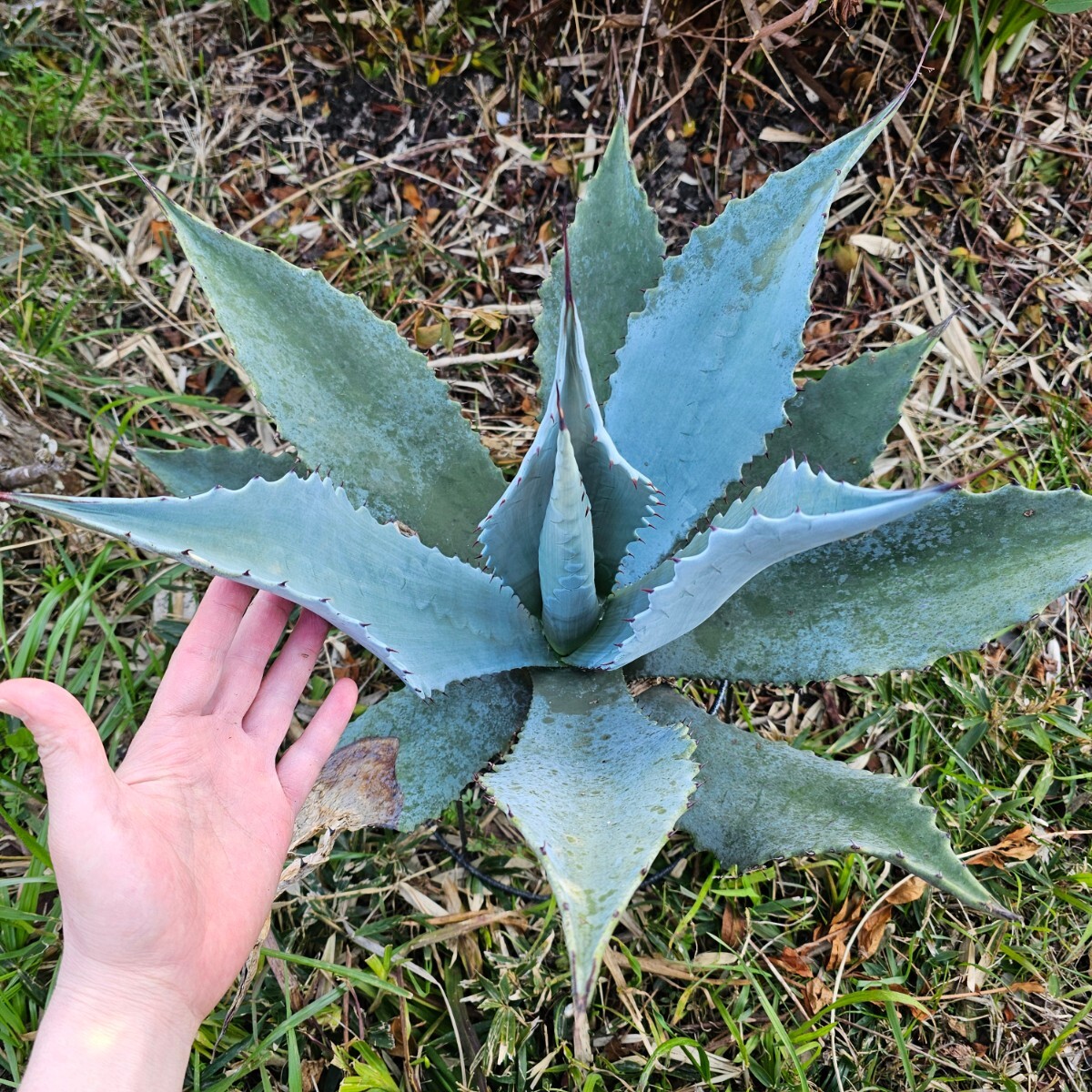 パリーハイブリッド59㎝　検（agave チタノタ　チタノータ　アガベ　オバティホリア　吉祥天　パリー　 ホリダ　好きにも_画像1