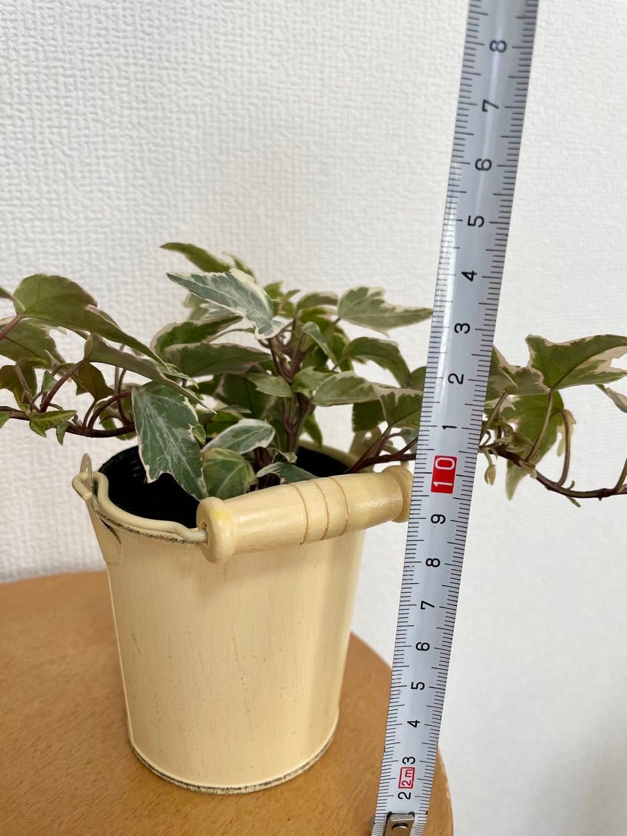 すぐに飾れる観葉植物♪  選べる鉢カバー&苗