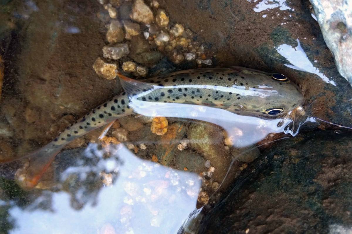 世界初超源流ちょうちん釣り仕様！！たった80cmのハイブリッドライン・テンカラも餌釣りも可能・渓流竿でも使えます♪_源流で釣った美しいアマゴ・イメージ画像