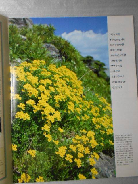 植物の世界 66 （週刊朝日百科） / フウチョウソウ ハタザオ / 朝日新聞社の画像3