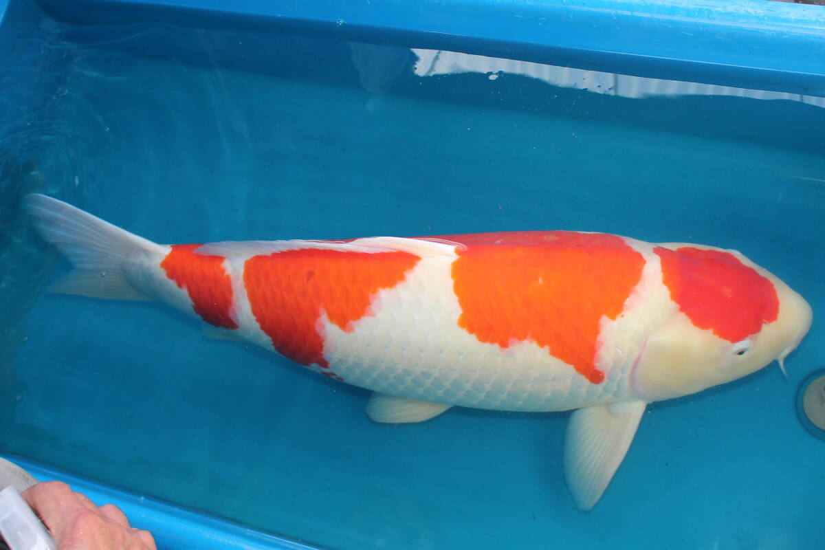 引取限定訳ありDIRECT鯉　室生養鯉場産　5歳　紅白　80cm（0326-4）_画像3