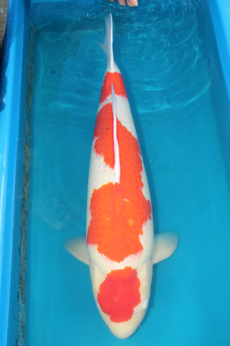 引取限定訳ありDIRECT鯉　室生養鯉場産　5歳　紅白　80cm（0326-4）_画像1