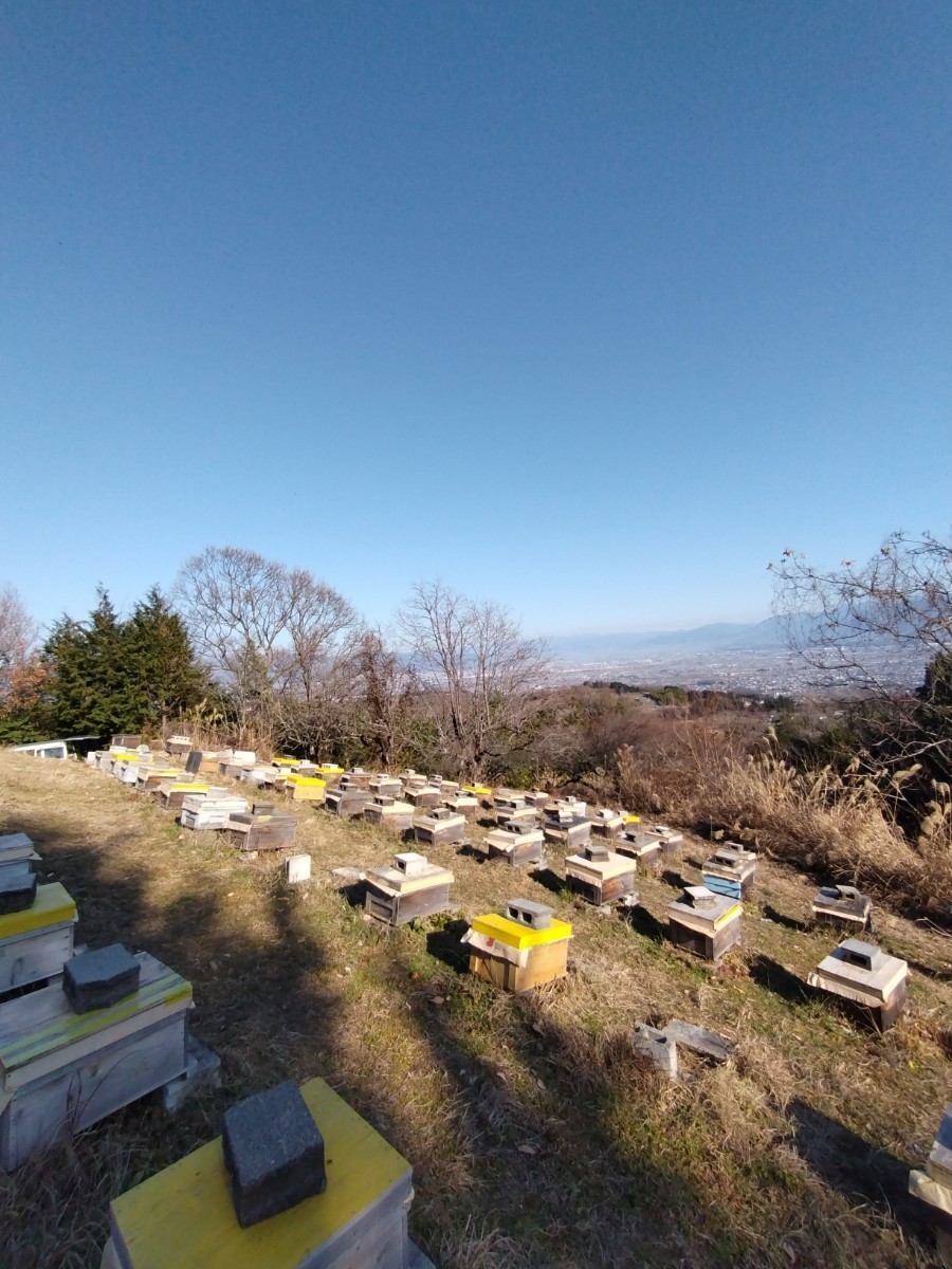 山梨県産　アカシア蜂蜜　1200g（ビン）　1本入り　2023 年5月採り_画像3