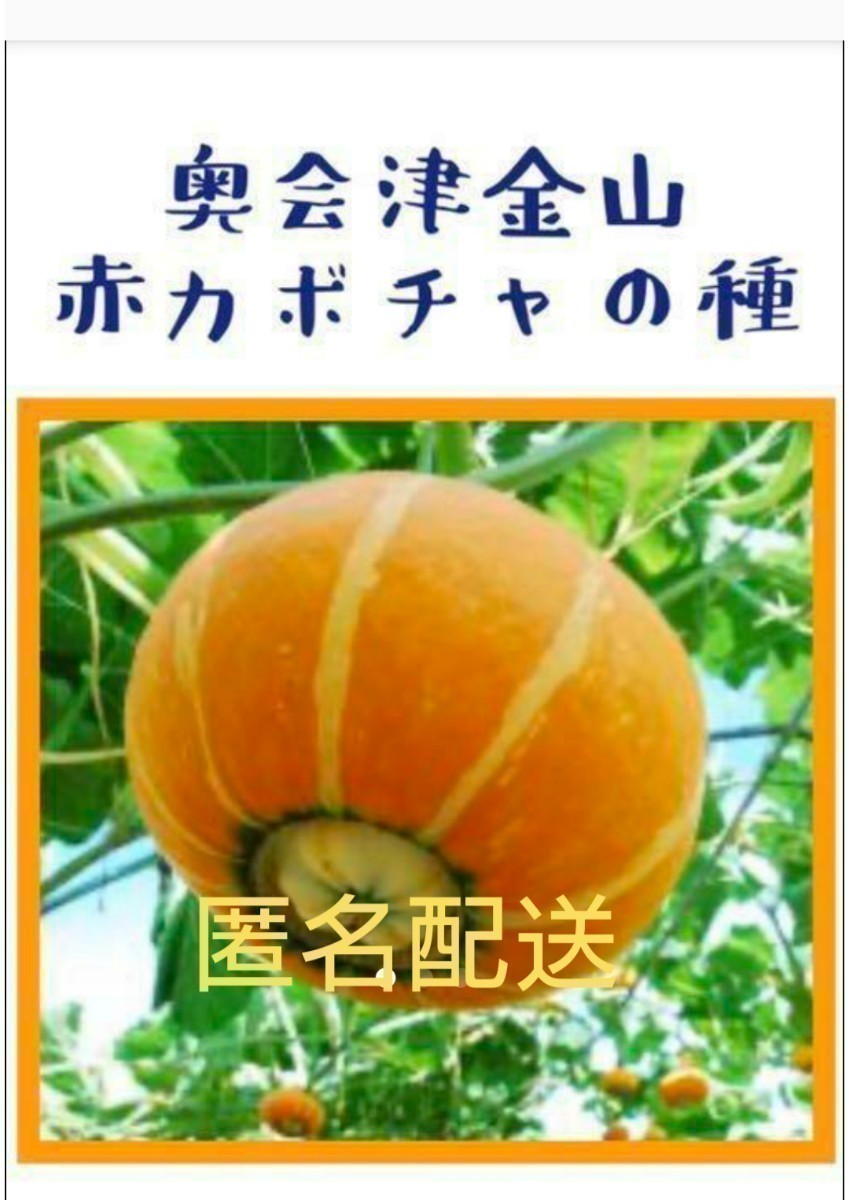 奥会津 金山赤カボチャ の種 【10粒】_画像1