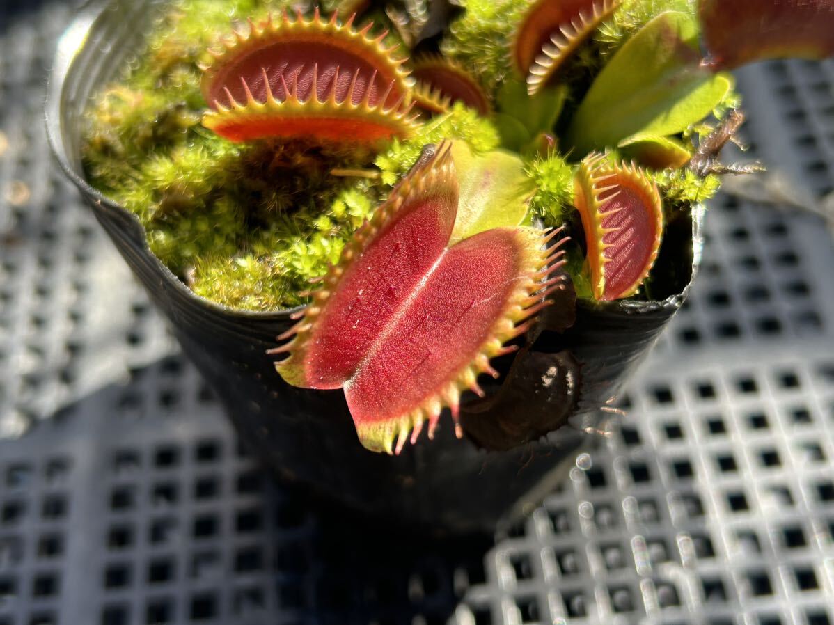 Dionaea muscipula 伊勢産 食虫植物 ハエトリソウ_画像1