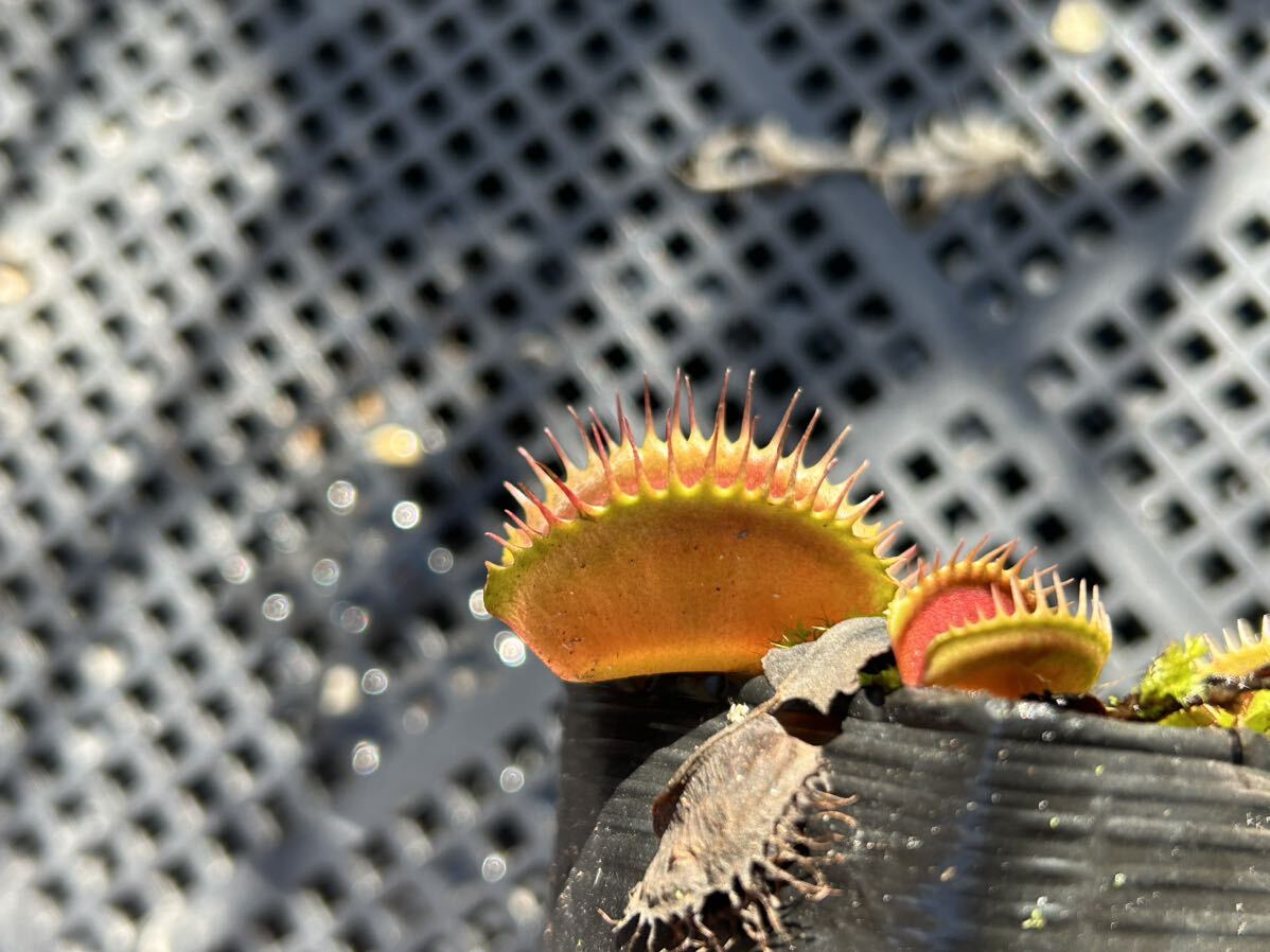 Dionaea muscipula 伊勢産 食虫植物 ハエトリソウ_画像4