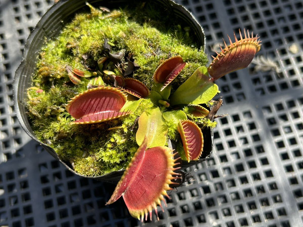 Dionaea muscipula 伊勢産 食虫植物 ハエトリソウ_画像3