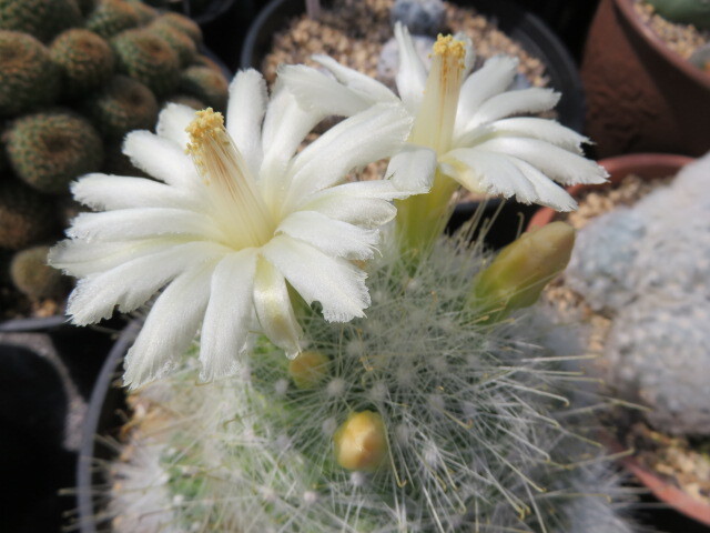 ＜サボテン・多肉植物＞　白花月宮殿_兄弟苗開花時の参考画像