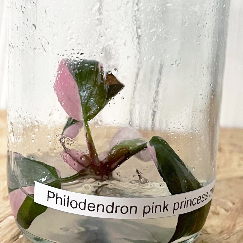 E17［少し培地崩れ有り］フィロデンドロン ピンクプリンセス マーブル Philodendron pink princess marble《eba plants》  の画像2