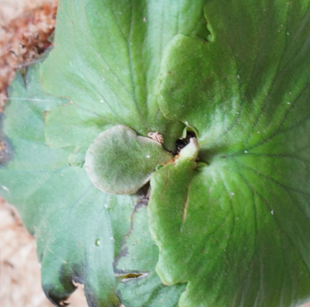 F9 P.Kitshakood (P.ridreyi x P.coronarium) キッチャクード(リドレイx コロナリウム)ビカクシダ《eba plants》_画像4