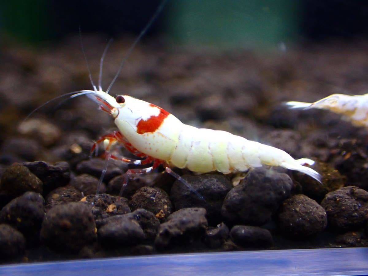 ■10匹■レッドビーシュリンプモスラ☆綺麗な個体を選別いたします☆《eba shrimp 》の画像2