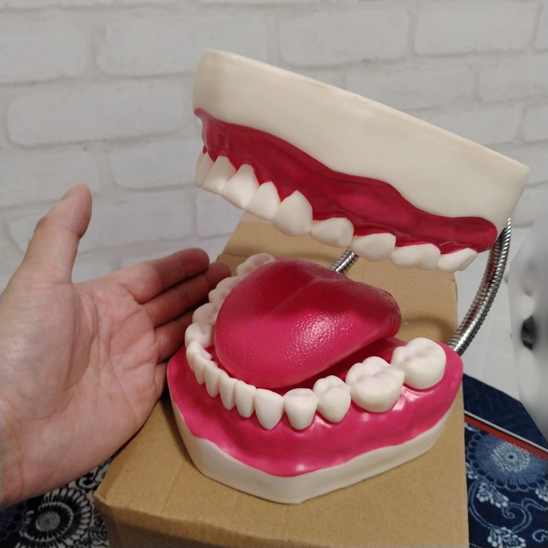 歯の模型　歯のモデル　開閉式　歯磨き　練習　知育玩具　歯茎　歯列　大きい