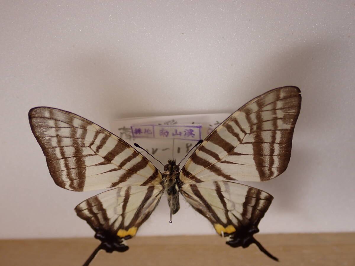 **a Sakura age is *② Taiwan foreign product butterfly kind specimen butterfly kind butterfly specimen butterfly butterfly specimen butterfly kind specimen specimen insect insect .. specimen 
