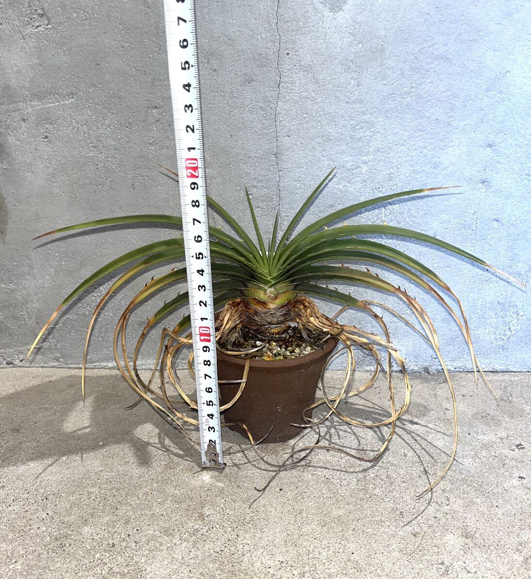 【Dyckia estevesii】 ディッキア・エステべシー 陶器鉢約11cm_画像3