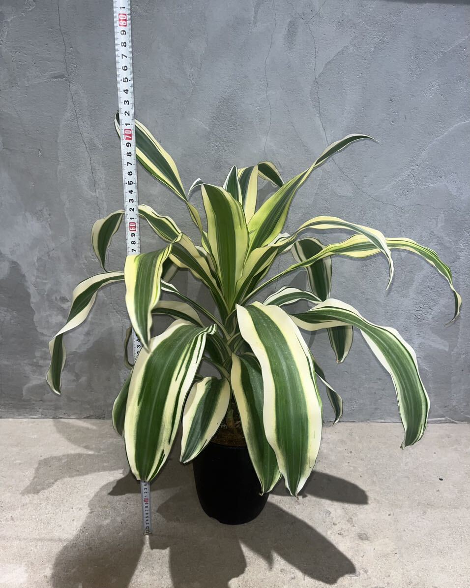 【Dracaena Fragrans Victoria' White-Paradise '】ドラセナ・ビクトリア・ホワイトパラダイス 白斑　プラ鉢約20cm_画像3