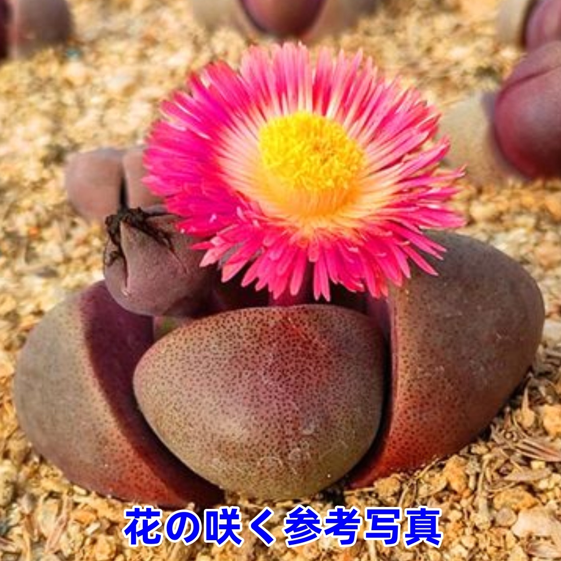F紫帝玉 激レア高級リトープス 多肉植物 韓国苗 観葉植物 花 園芸