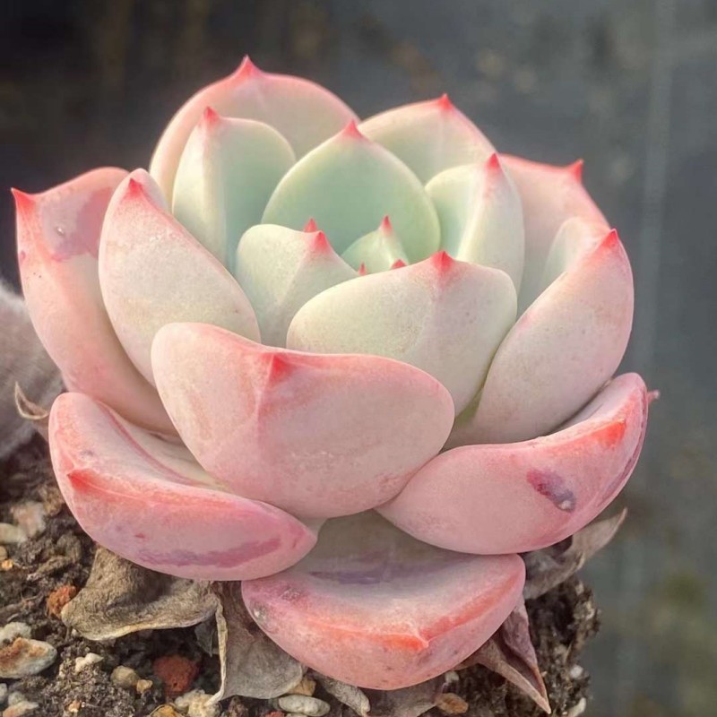 SanWen エケベリア 超美苗 大苗大株 多肉植物 韓国苗 観葉植物 花 園芸_画像3