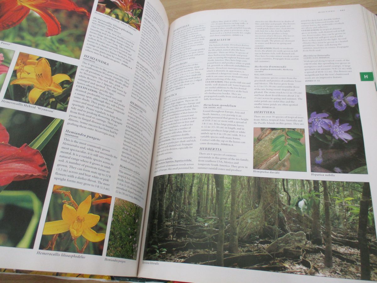 ▲01)【同梱不可】Botanica ボタニカ/10,000以上の庭木の図鑑と栽培法/洋書/植物学/A_画像5