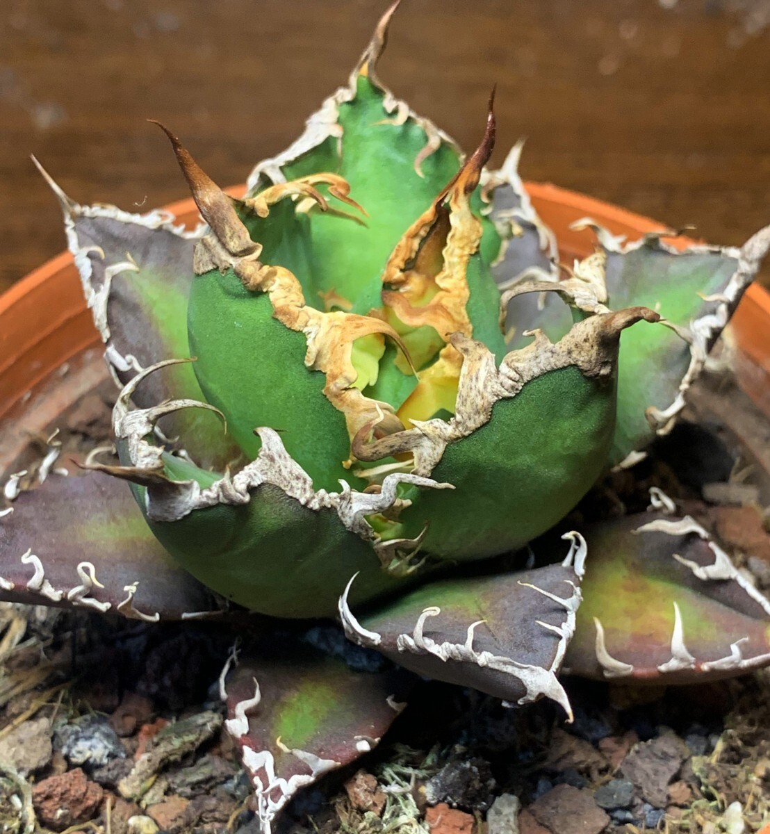 A228 多肉植物 アガベ チタノタAgave titanota ‘包心龍’_画像1