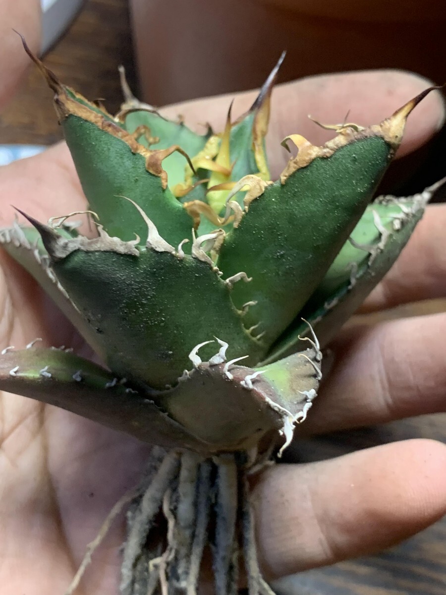 A229多肉植物 アガベ チタノタAgave titanota ‘包心龍’の画像7