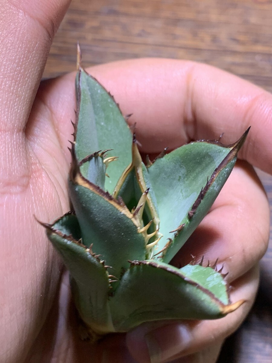 A807多肉植物アガベ チタノタ Agave titanota ‘鯊魚剣’ 強棘 狂刺 子株の画像2