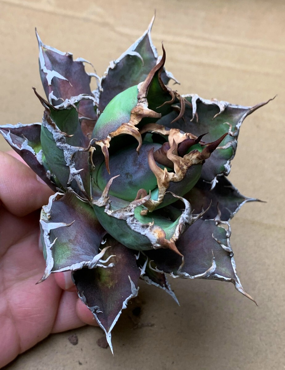 XH3多肉植物アガベ チタノタ Agave titanota ‘包心龍’_画像4