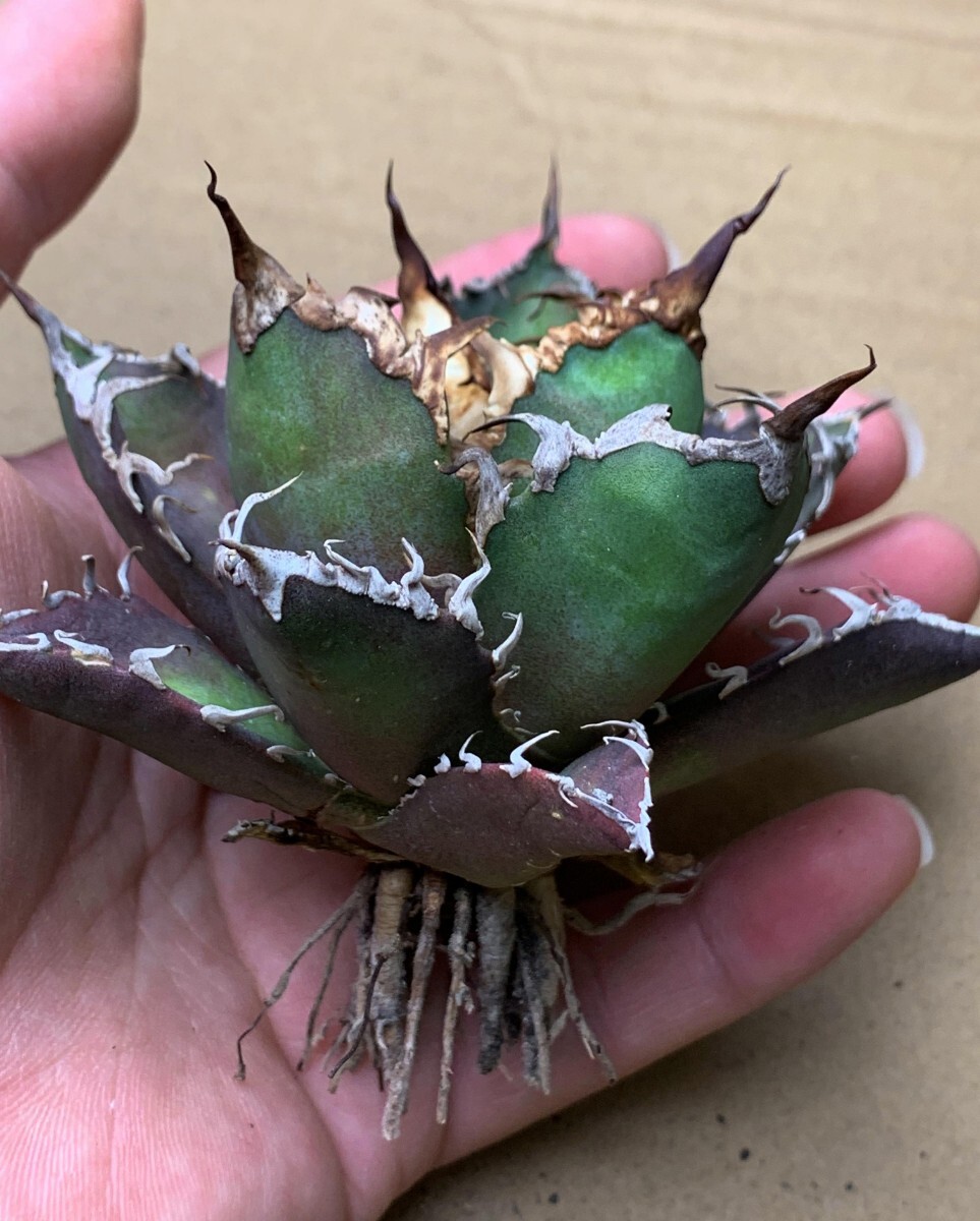 XH1多肉植物アガベ チタノタ Agave titanota ‘包心龍’_画像10