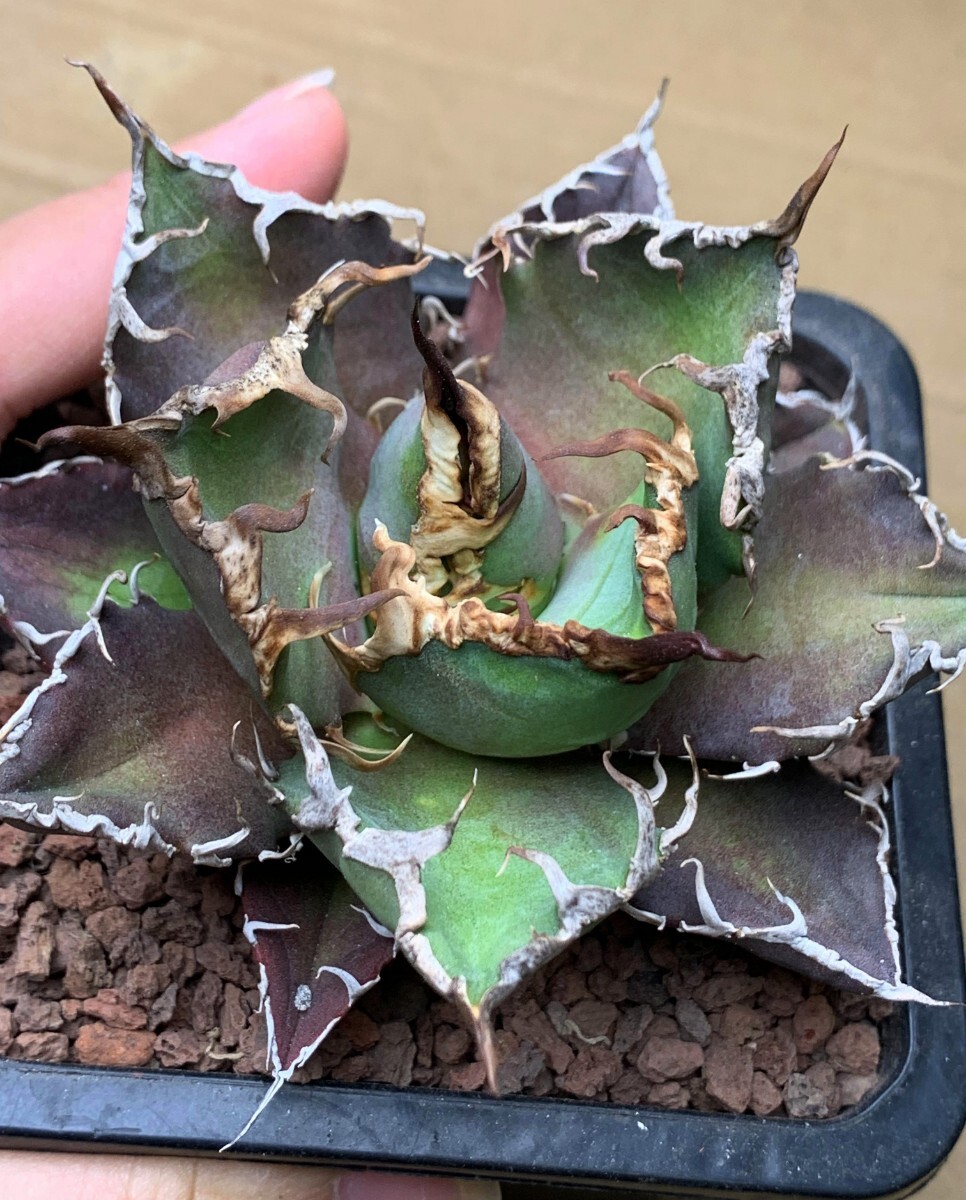 XH1多肉植物アガベ チタノタ Agave titanota ‘包心龍’の画像2