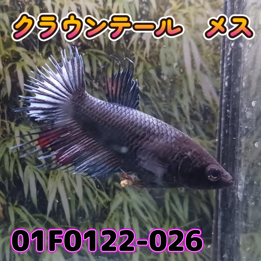 ベタ　クラウンテール　メス 01F0122-026　熱帯魚　生体_画像2