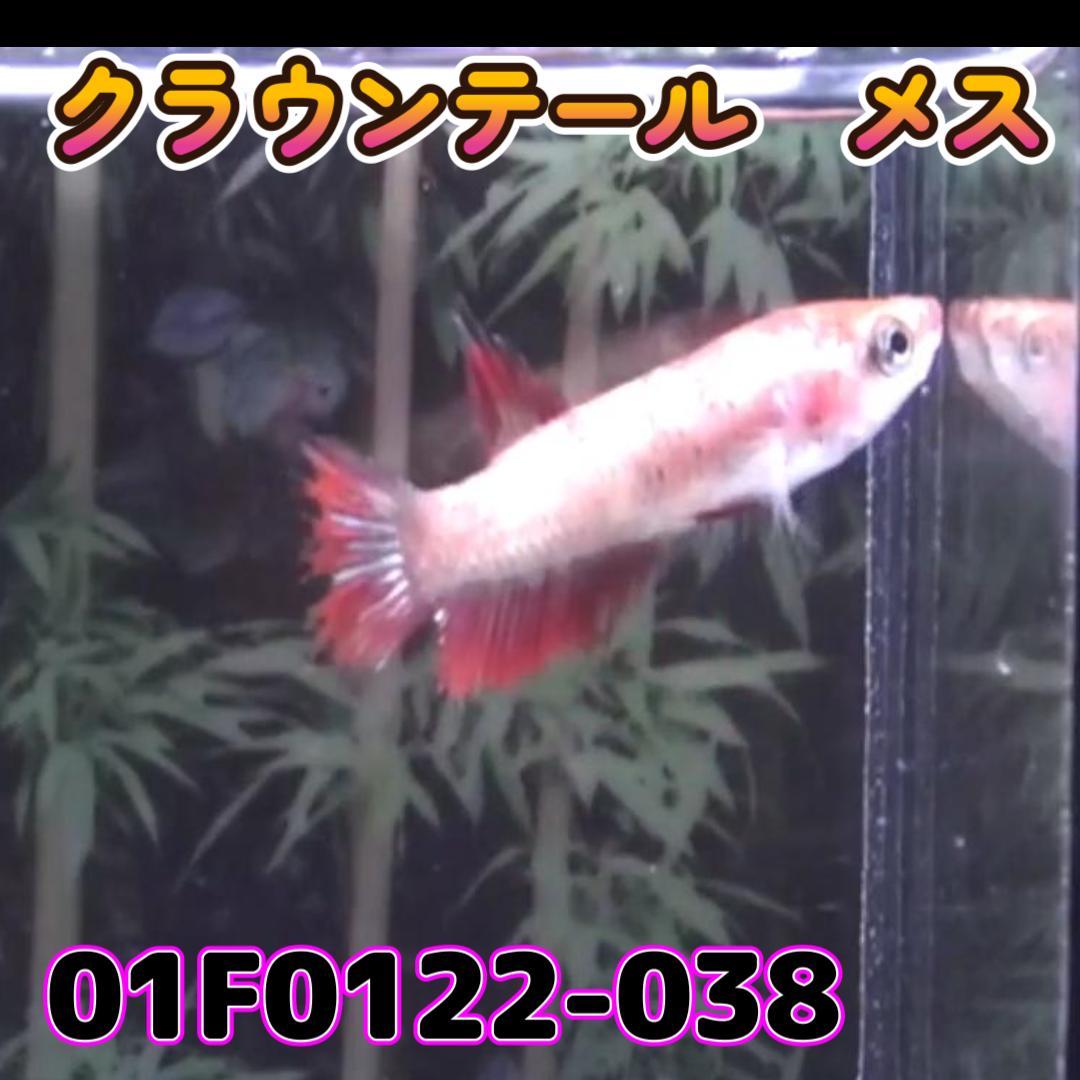 ベタ　クラウンテール　メス コイカラー　01F0122-038　熱帯魚　生体_画像2