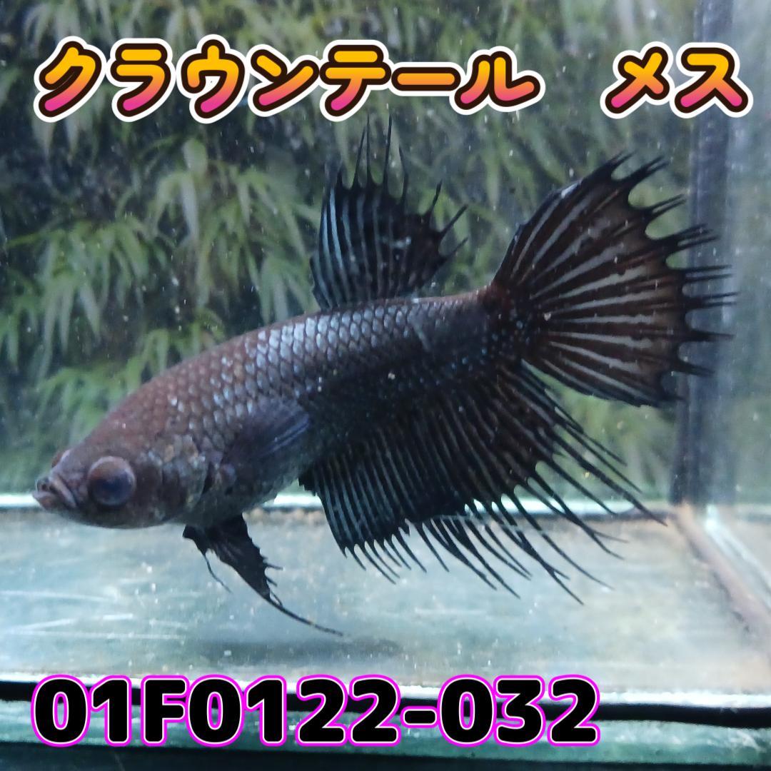 ベタ　クラウンテール　メス 01F0122-032　熱帯魚　生体_画像3