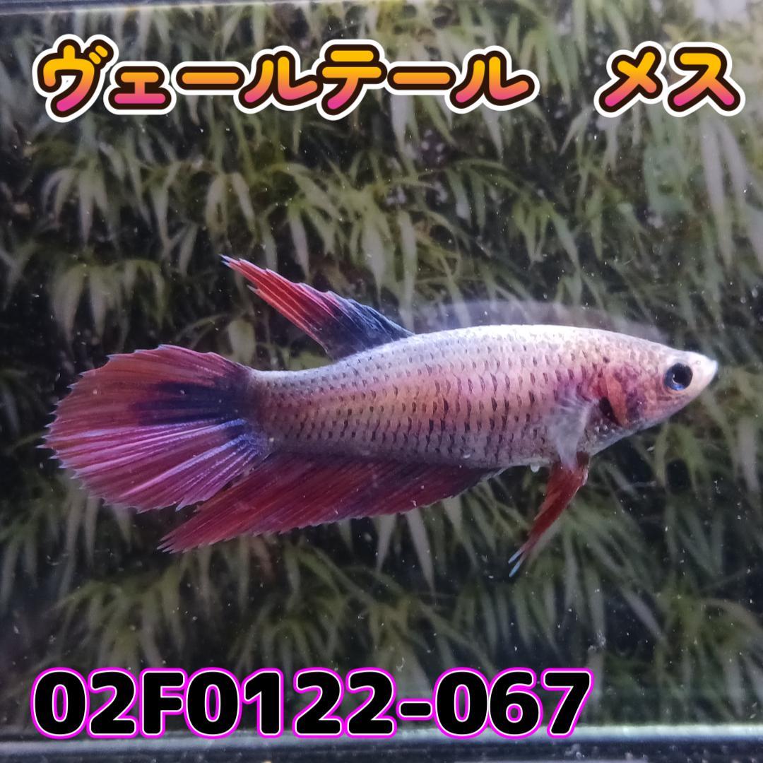 ベタ　ベールテール　メス　02F0122-067　トラディショナル　熱帯魚　生体_画像2