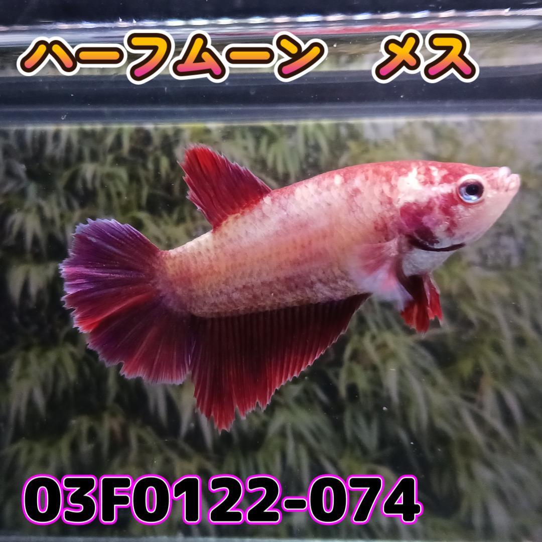 ベタ　ショーベタ　メス　03F0122-074　ハーフムーン　熱帯魚　生体_画像4