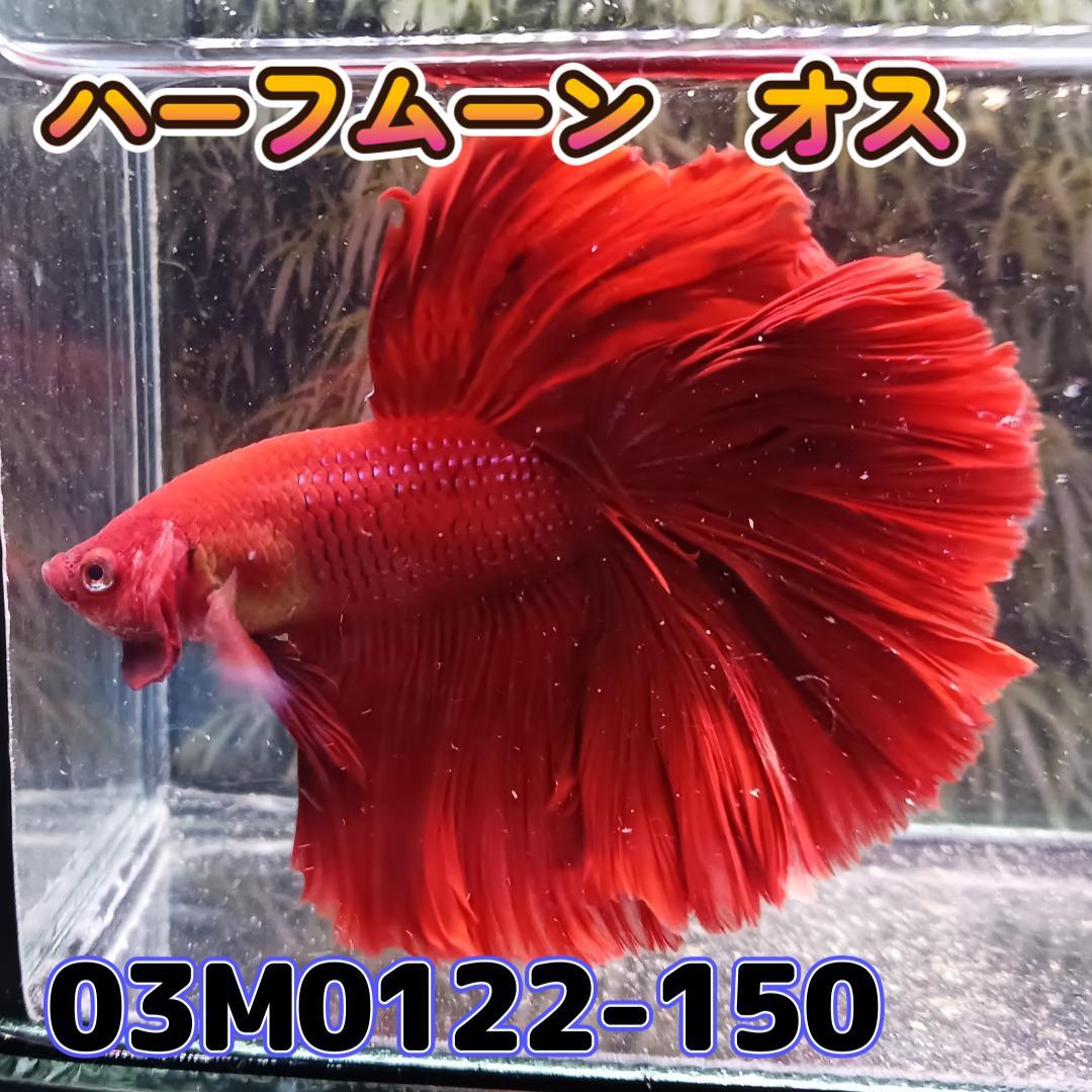 ベタ ショーベタ オス スーパーレッド 03M0122-150 ハーフムーン 生体 熱帯魚の画像1
