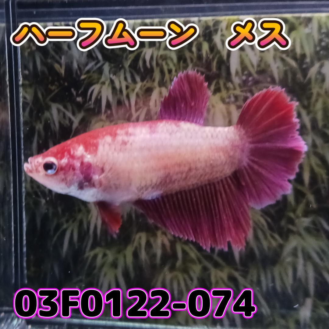 ベタ　ショーベタ　メス　03F0122-074　ハーフムーン　熱帯魚　生体_画像3