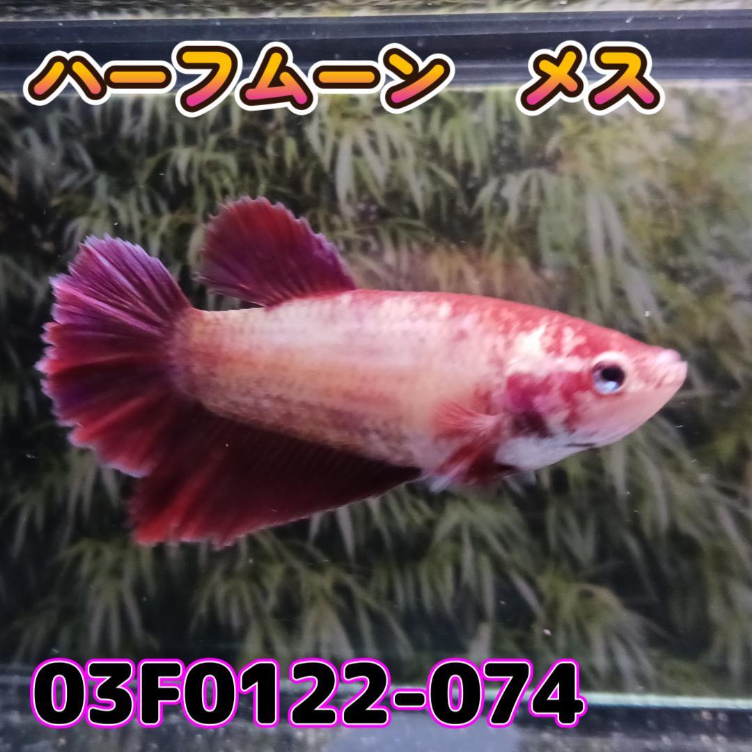 ベタ　ショーベタ　メス　03F0122-074　ハーフムーン　熱帯魚　生体_画像2