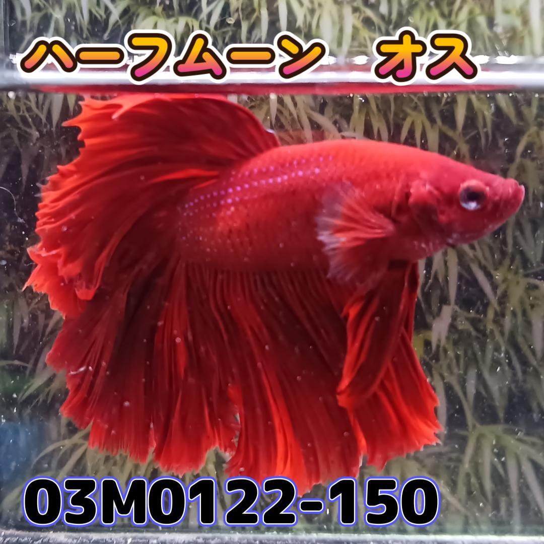 ベタ ショーベタ オス スーパーレッド 03M0122-150 ハーフムーン 生体 熱帯魚の画像2
