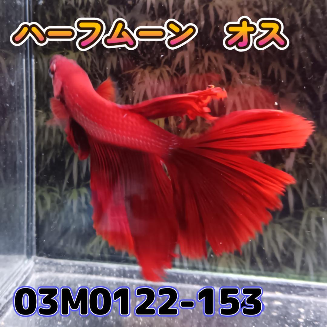 ベタ　ショーベタ　オス　スーパーレッド　欠損あり　03M0122-153　ハーフムーン　生体　熱帯魚_画像3