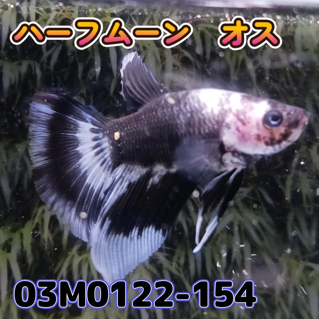 ベタ　ショーベタ　オス　ブラックバンド　03M0122-154　ハーフムーン　生体　熱帯魚_画像2