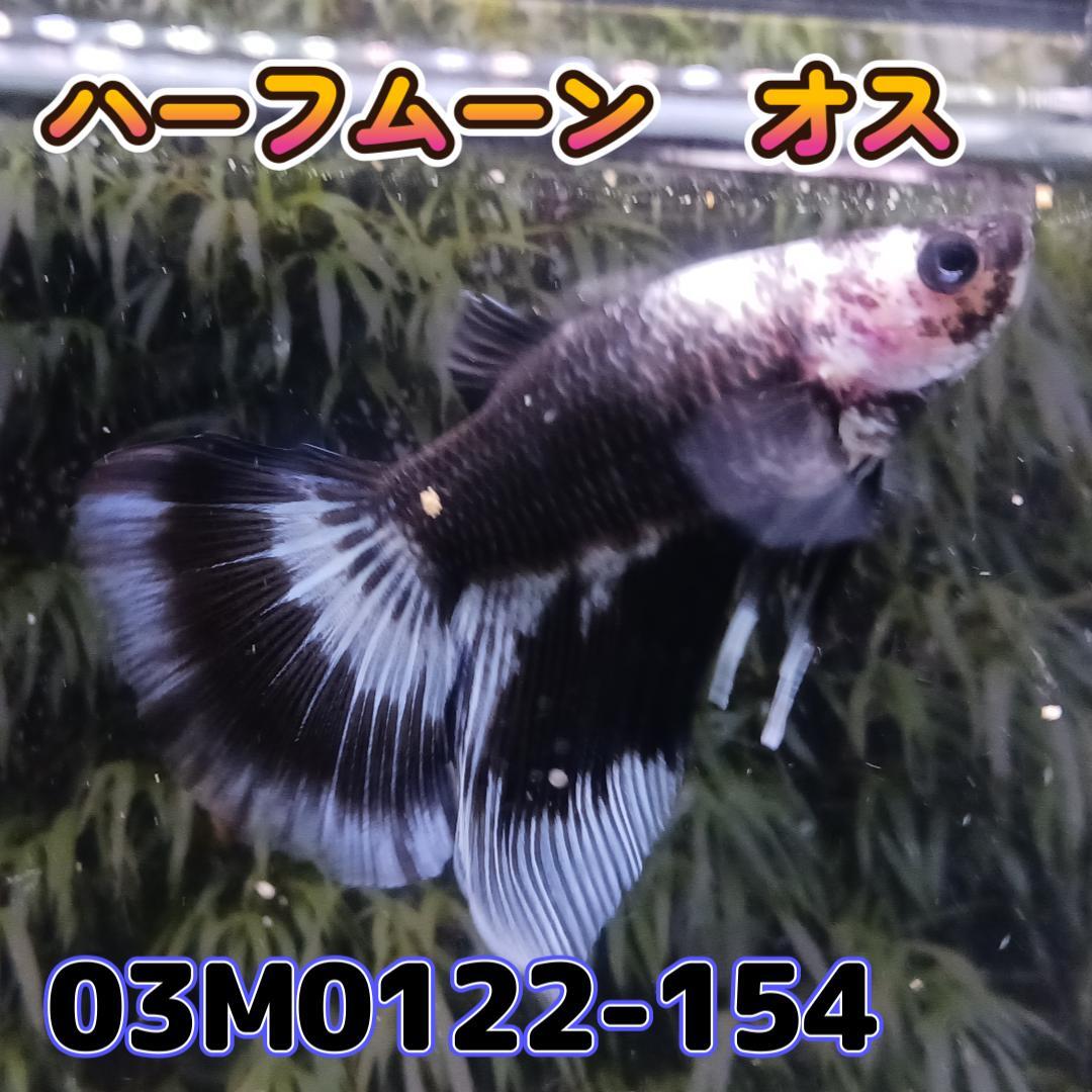 ベタ　ショーベタ　オス　ブラックバンド　03M0122-154　ハーフムーン　生体　熱帯魚_画像4