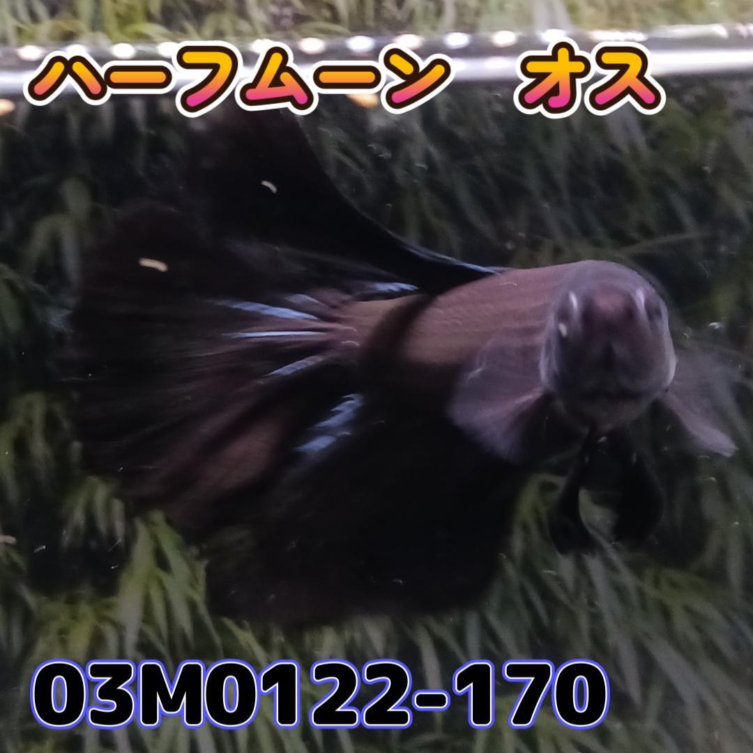 ベタ　ショーベタ　オス　ブラック　03M0122-170　ハーフムーン　生体　熱帯魚_画像2