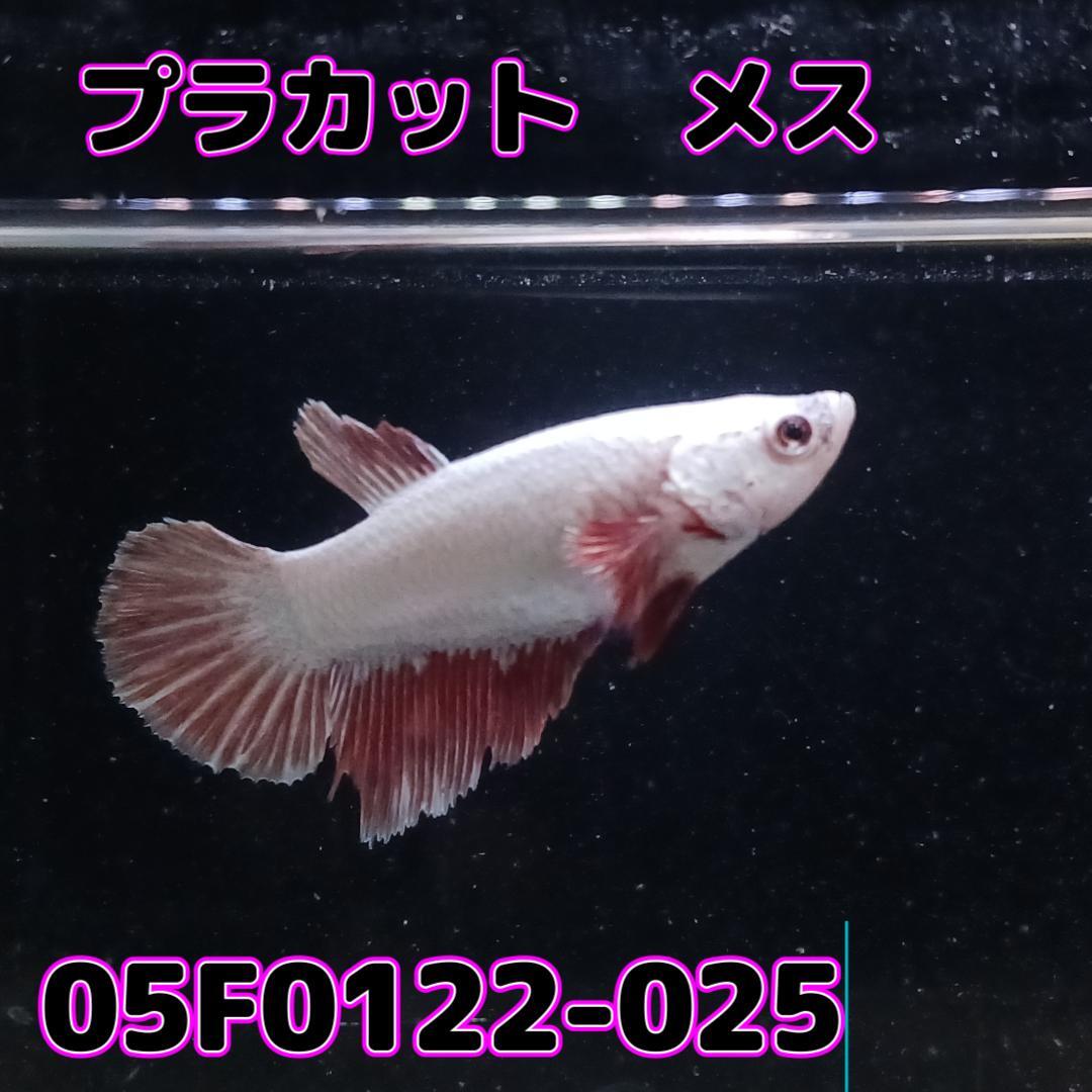 ベタ　プラカット　メス　05F0122-025　高知熱帯魚サービス　熱帯魚　生体_画像2