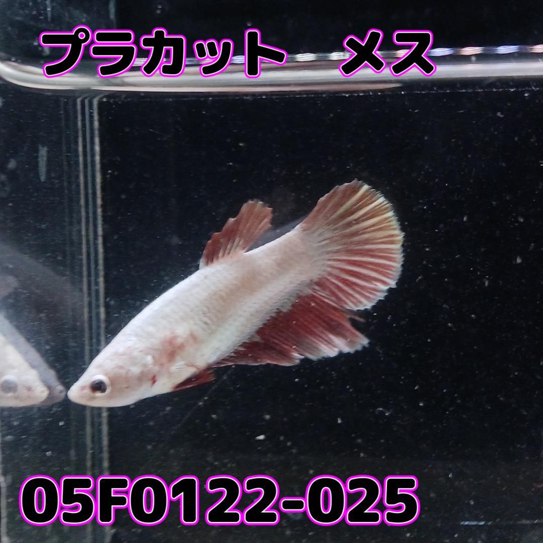ベタ　プラカット　メス　05F0122-025　高知熱帯魚サービス　熱帯魚　生体_画像1